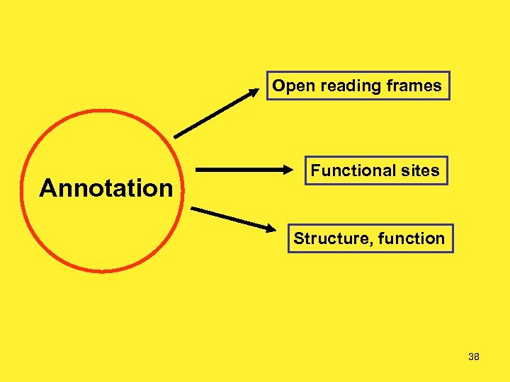 Open reading frames Annotation Functional sites Structure, function 38 