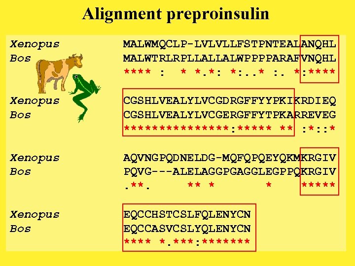 Alignment preproinsulin Xenopus Bos MALWMQCLP-LVLVLLFSTPNTEALANQHL MALWTRLRPLLALLALWPPPPARAFVNQHL **** : * *. *: *: . .