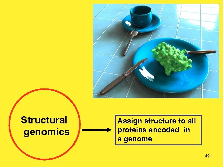 Structural genomics Assign structure to all proteins encoded in a genome 49 