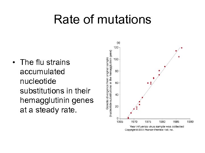 Rate of mutations • The flu strains accumulated nucleotide substitutions in their hemagglutinin genes