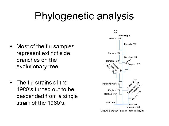 Phylogenetic analysis • Most of the flu samples represent extinct side branches on the