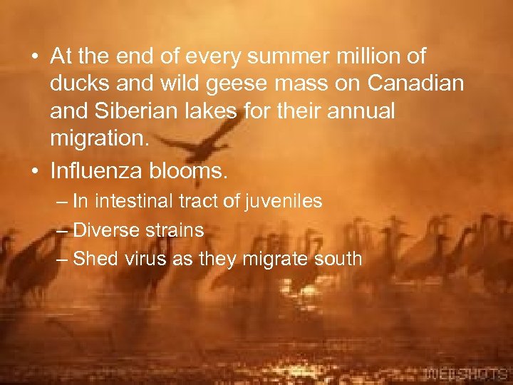 • At the end of every summer million of ducks and wild geese