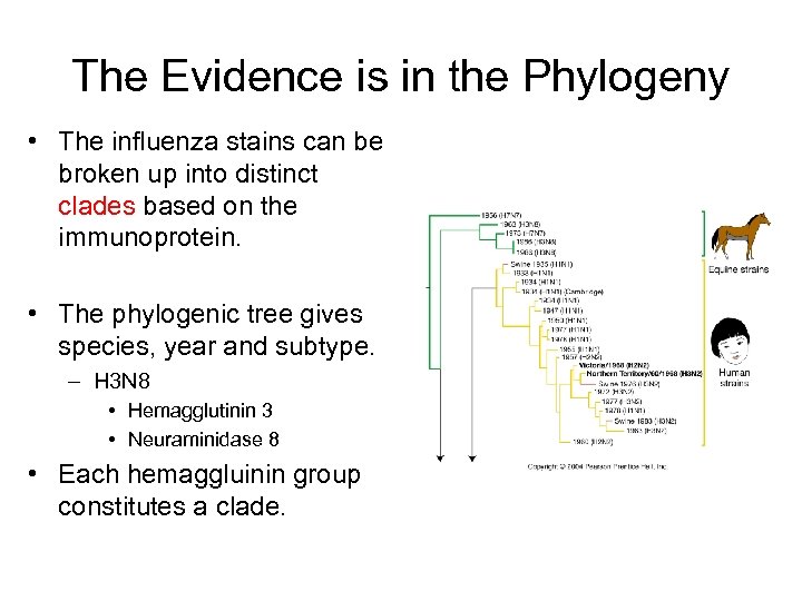 The Evidence is in the Phylogeny • The influenza stains can be broken up