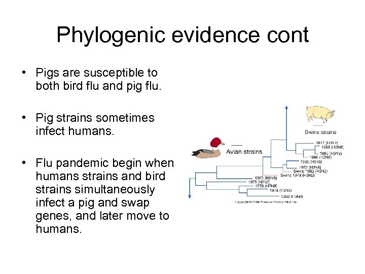 Phylogenic evidence cont • Pigs are susceptible to both bird flu and pig flu.