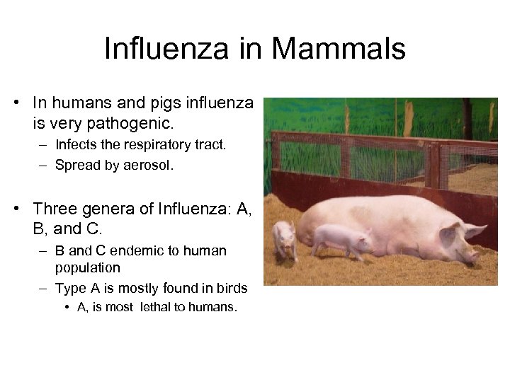 Influenza in Mammals • In humans and pigs influenza is very pathogenic. – Infects