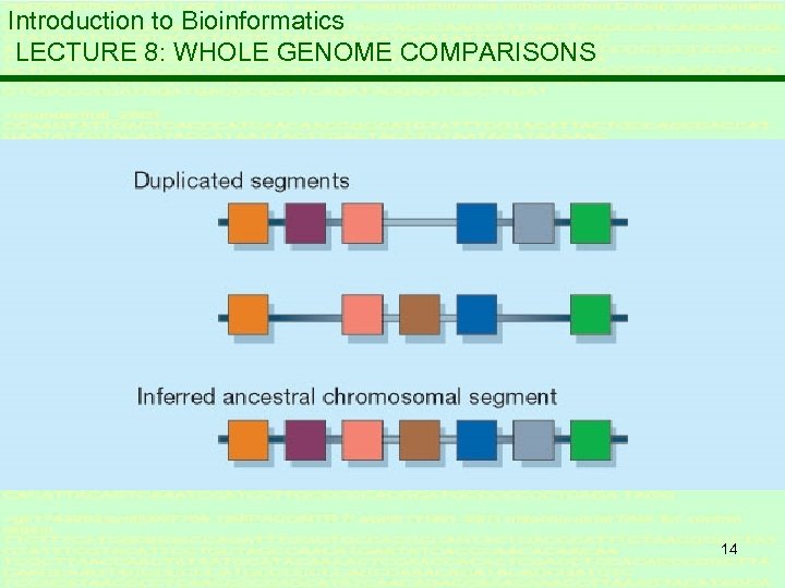 Introduction to Bioinformatics LECTURE 8: WHOLE GENOME COMPARISONS 14 