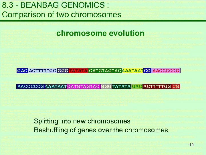 8. 3 - BEANBAG GENOMICS : Comparison of two chromosomes chromosome evolution GAC ACTTTTTGG