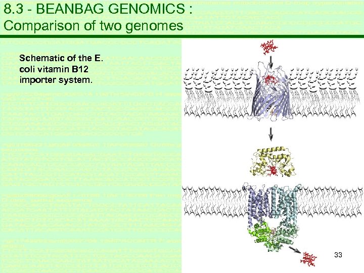 8. 3 - BEANBAG GENOMICS : Comparison of two genomes Schematic of the E.