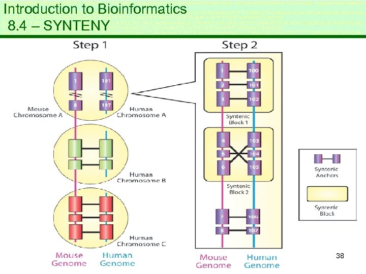 Introduction to Bioinformatics 8. 4 – SYNTENY 38 
