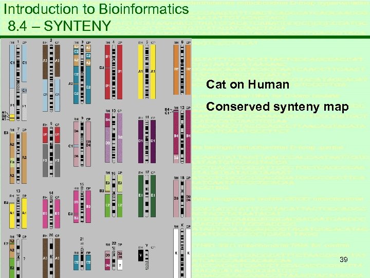 Introduction to Bioinformatics 8. 4 – SYNTENY Cat on Human Conserved synteny map 39