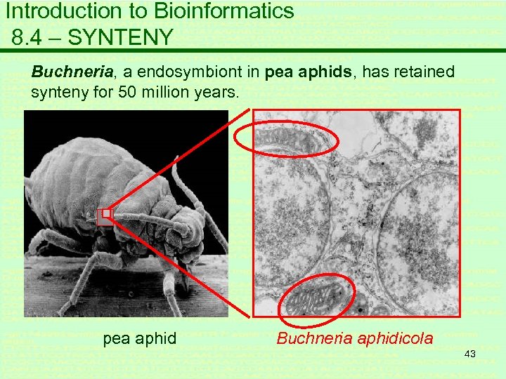 Introduction to Bioinformatics 8. 4 – SYNTENY Buchneria, a endosymbiont in pea aphids, has