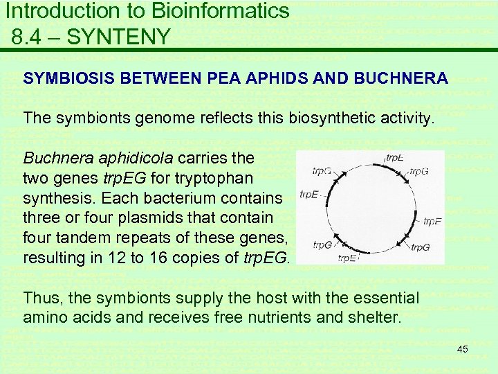 Introduction to Bioinformatics 8. 4 – SYNTENY SYMBIOSIS BETWEEN PEA APHIDS AND BUCHNERA The