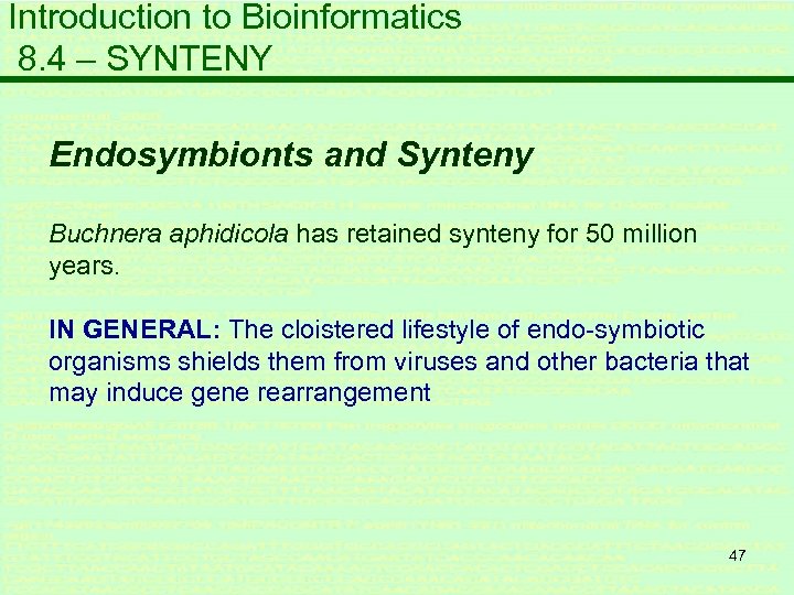 Introduction to Bioinformatics 8. 4 – SYNTENY Endosymbionts and Synteny Buchnera aphidicola has retained