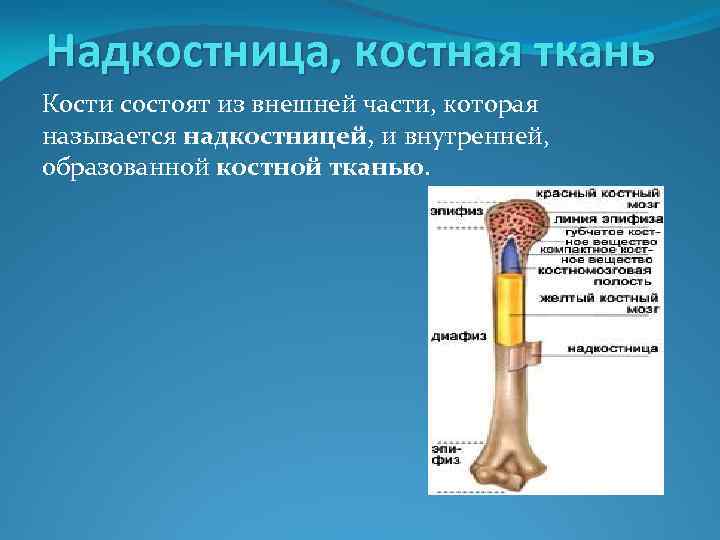 Трубчатая кость состоит из