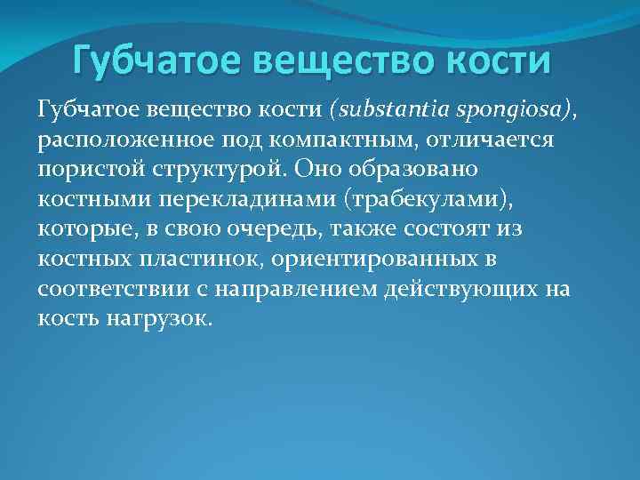 Губчатое вещество кости (substantia spongiosa), расположенное под компактным, отличается пористой структурой. Оно образовано костными