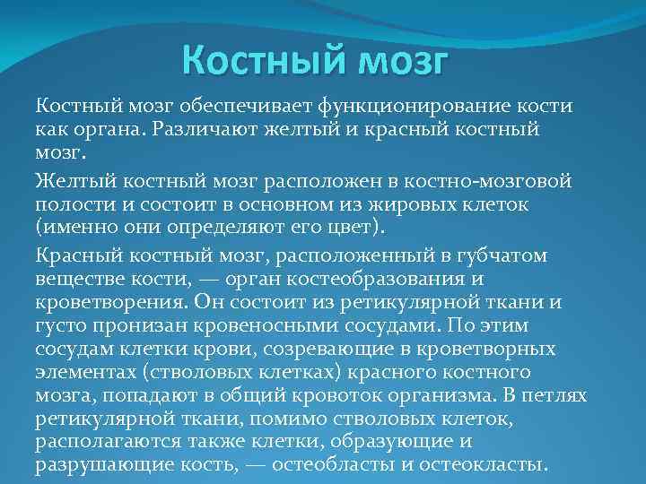 Костный мозг обеспечивает функционирование кости как органа. Различают желтый и красный костный мозг. Желтый