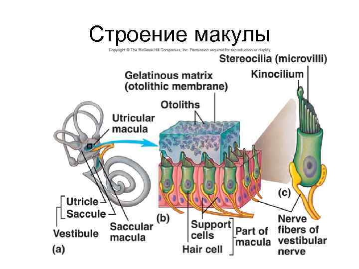 Строение макулы 