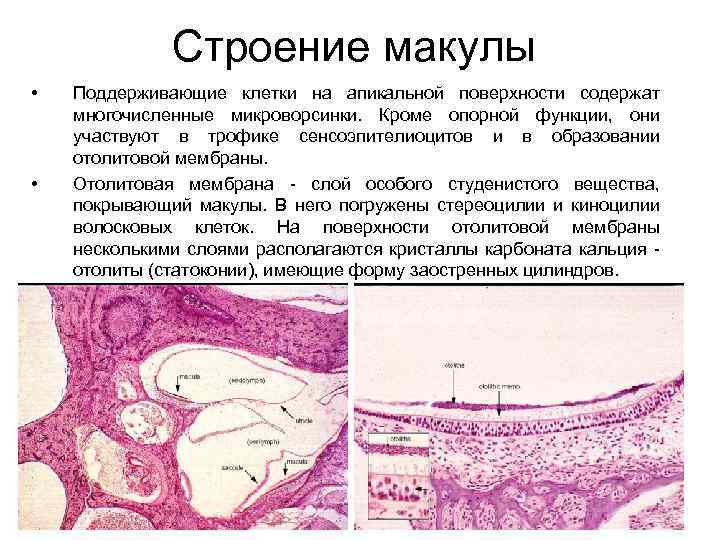 Строение макулы • • Поддерживающие клетки на апикальной поверхности содержат многочисленные микроворсинки. Кроме опорной