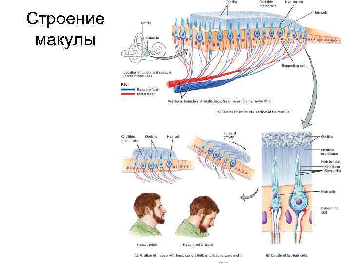 Строение макулы 