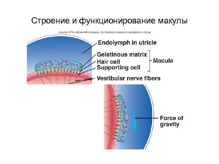 Строение и функционирование макулы 