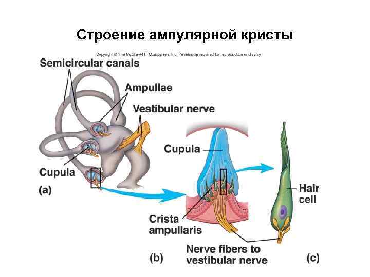 Строение ампулярной кристы 