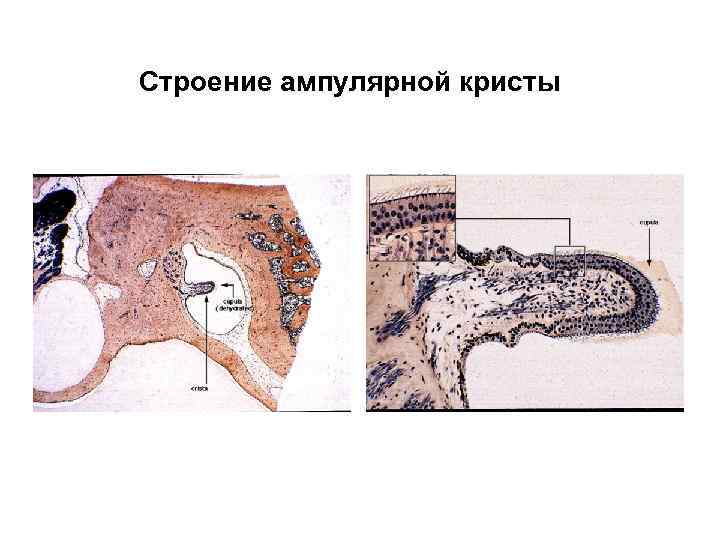 Строение ампулярной кристы 