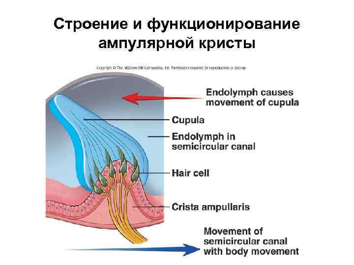 Схема строения ампулярного гребешка