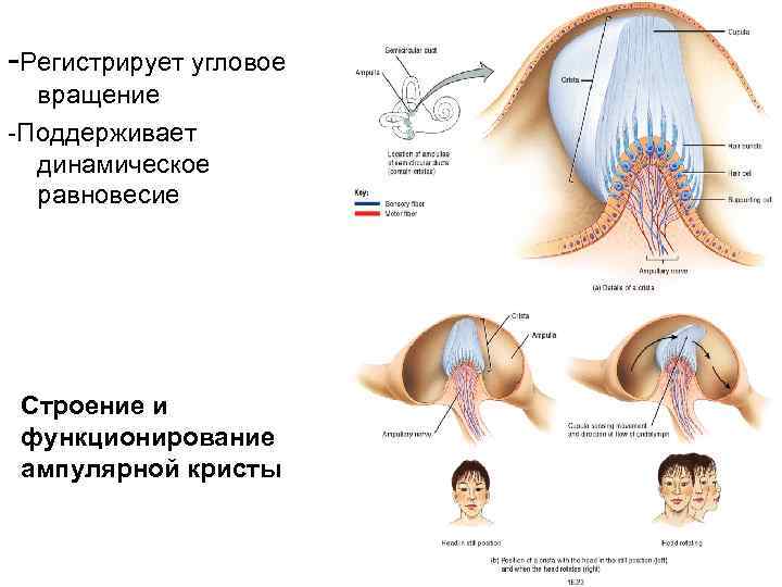 -Регистрирует угловое вращение -Поддерживает динамическое равновесие Строение и функционирование ампулярной кристы 