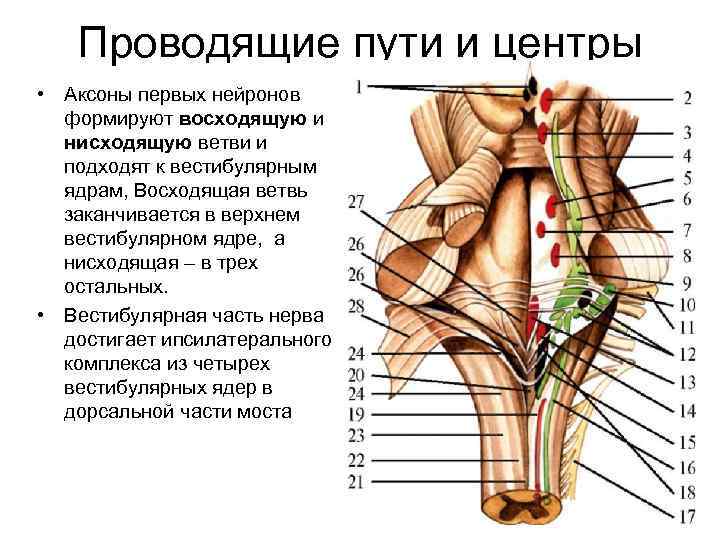 Проводящие пути и центры • Аксоны первых нейронов формируют восходящую и нисходящую ветви и