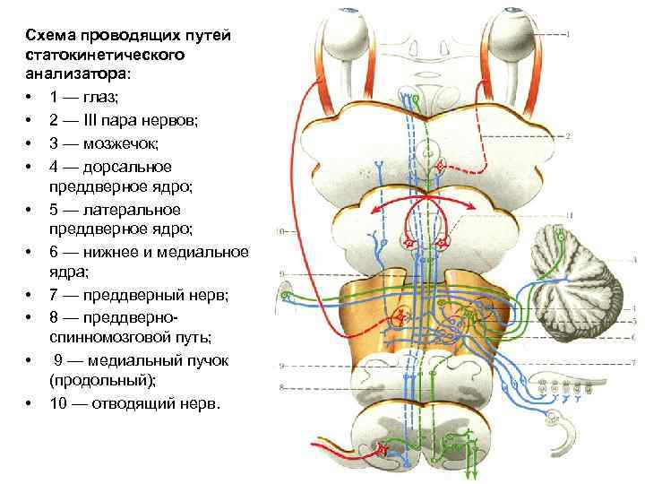 Схема проводящих путей статокинетического анализатора: • 1 — глаз; • 2 — III пара