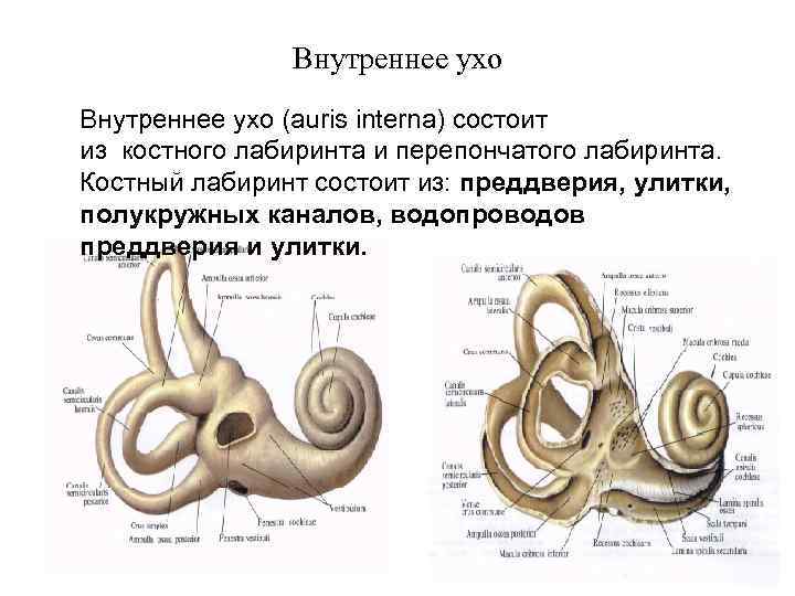 Внутреннее ухо (auris interna) состоит из костного лабиринта и перепончатого лабиринта. Костный лабиринт состоит