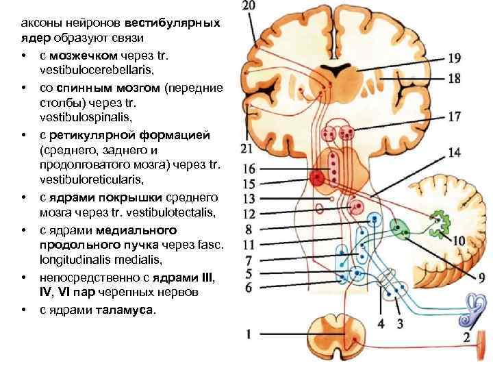 аксоны нейронов вестибулярных ядер образуют связи • с мозжечком через tr. vestibulocerebellaris, • со