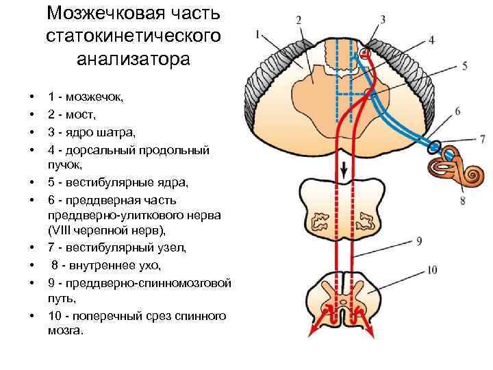 Мозжечковая часть статокинетического анализатора • • • 1 - мозжечок, 2 - мост, 3