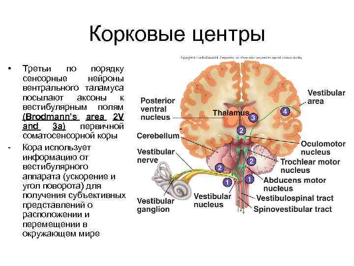 Корковые центры • - Третьи по порядку сенсорные нейроны вентрального таламуса посылают аксоны к