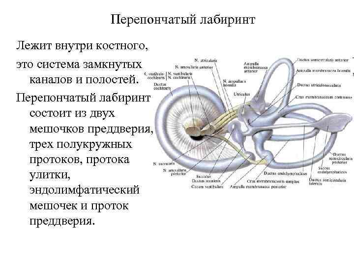 Перепончатый лабиринт Лежит внутри костного, это система замкнутых каналов и полостей. Перепончатый лабиринт состоит