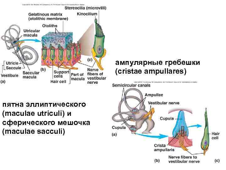 ампулярные гребешки (cristae ampullares) пятна эллиптического (maculae utriculi) и сферического мешочка (maculae sacculi) 