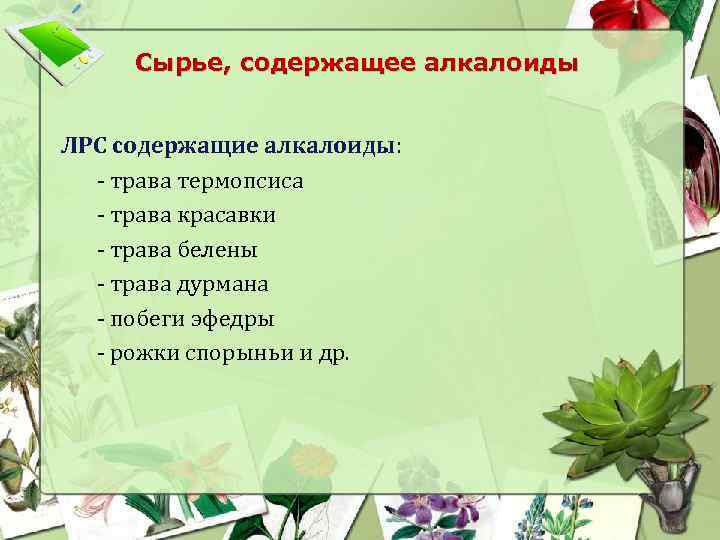 Сырье, содержащее алкалоиды ЛРС содержащие алкалоиды: - трава термопсиса - трава красавки - трава