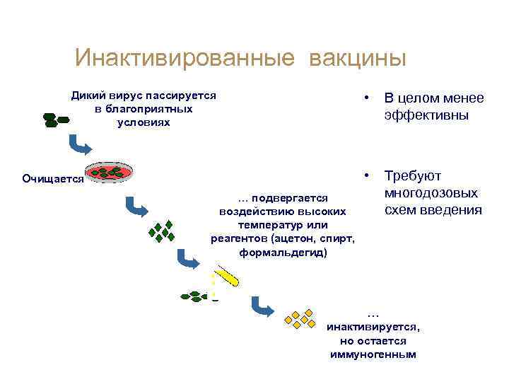 Инактивированные вакцины Дикий вирус пассируется в благоприятных условиях • • Очищается В целом менее