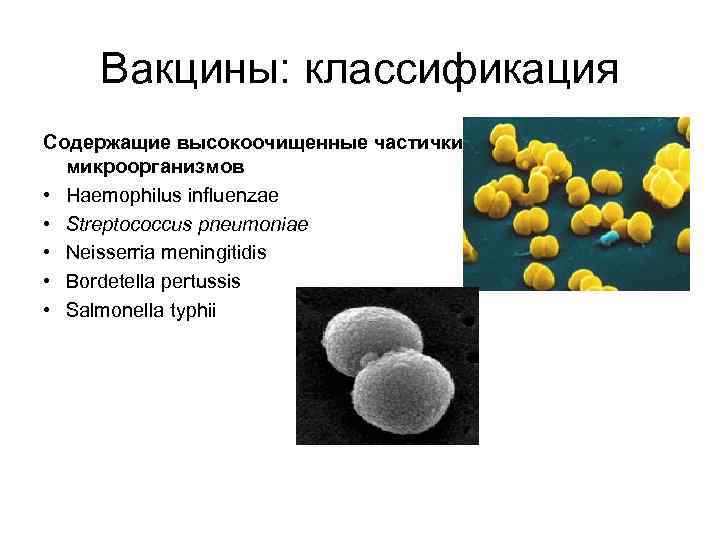 Вакцины: классификация Содержащие высокоочищенные частички микроорганизмов • Haemophilus influenzae • Streptococcus pneumoniae • Neisserria