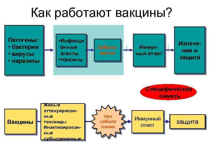 Как работают вакцины? Патогены: • бактерии • вирусы • паразиты • Инфекци онные агенты