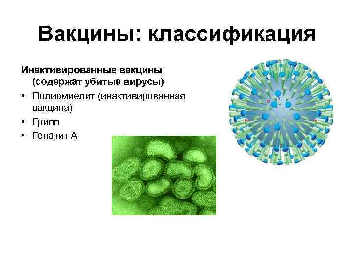 Вакцины: классификация Инактивированные вакцины (содержат убитые вирусы) • Полиомиелит (инактивированная вакцина) • Грипп •