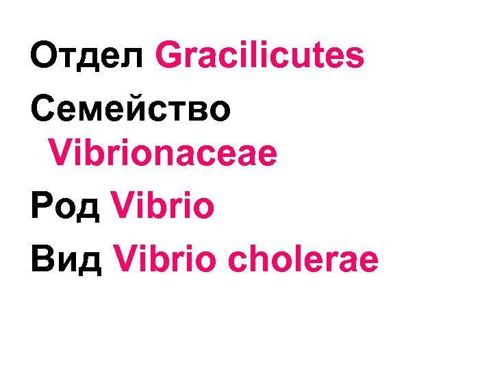 Отдел Gracilicutes Семейство Vibrionaceae Род Vibrio Вид Vibrio cholerae 