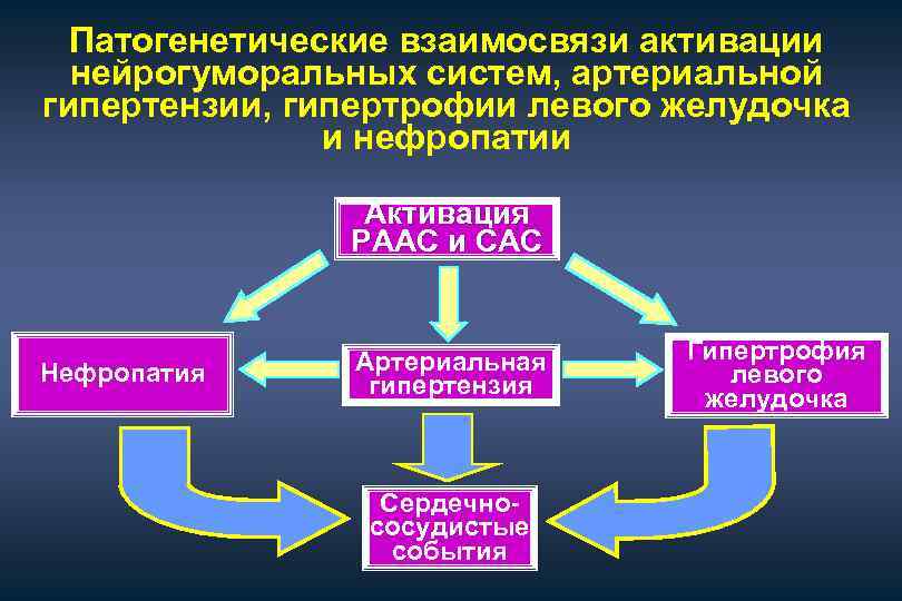 Патогенетические взаимосвязи активации нейрогуморальных систем, артериальной гипертензии, гипертрофии левого желудочка и нефропатии Активация РААС