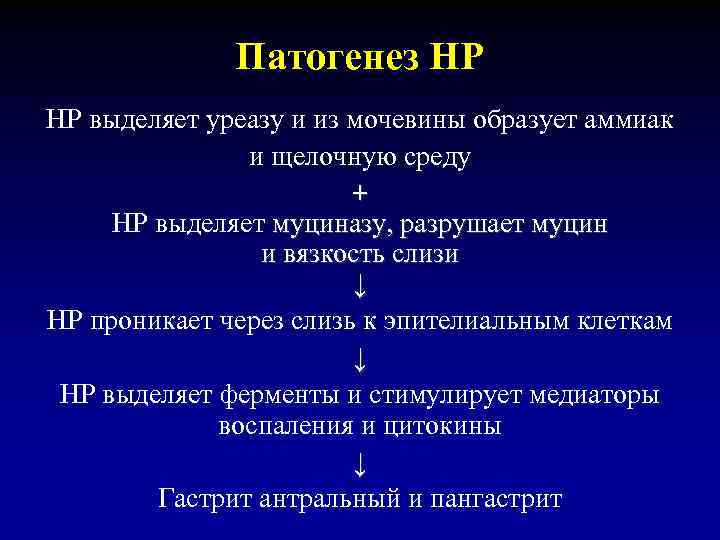 Патогенез НР НР выделяет уреазу и из мочевины образует аммиак и щелочную среду +