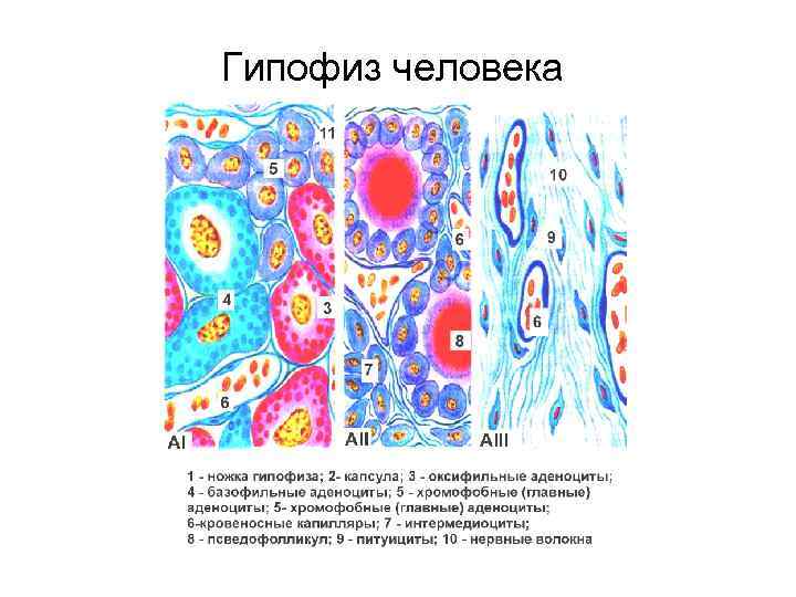 Гипофиз человека 