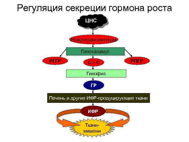 Схема гормон роста