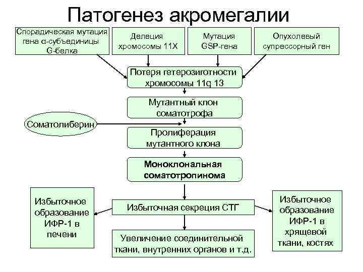 Патогенез акромегалии Спорадическая мутация гена α субъединицы G белка Делеция хромосомы 11 Х Мутация