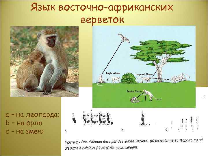 Язык восточно-африканских верветок а – на леопарда; b – на орла с – на