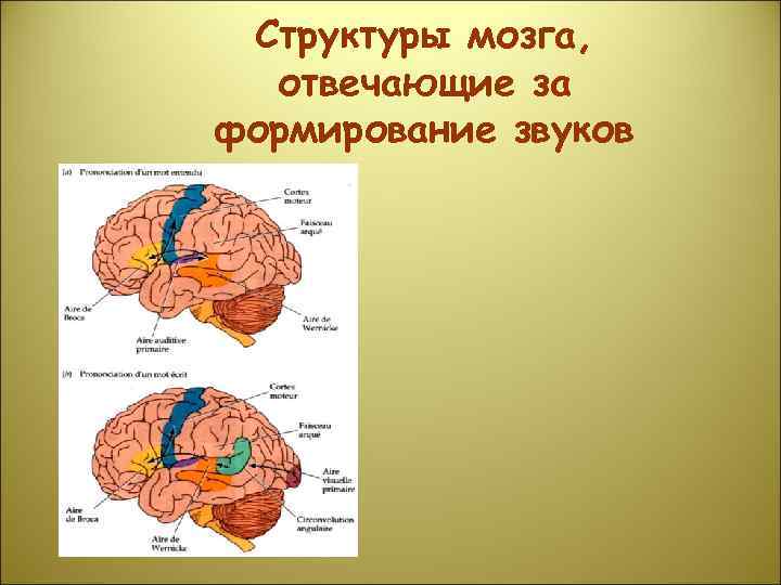 Структуры мозга, отвечающие за формирование звуков 