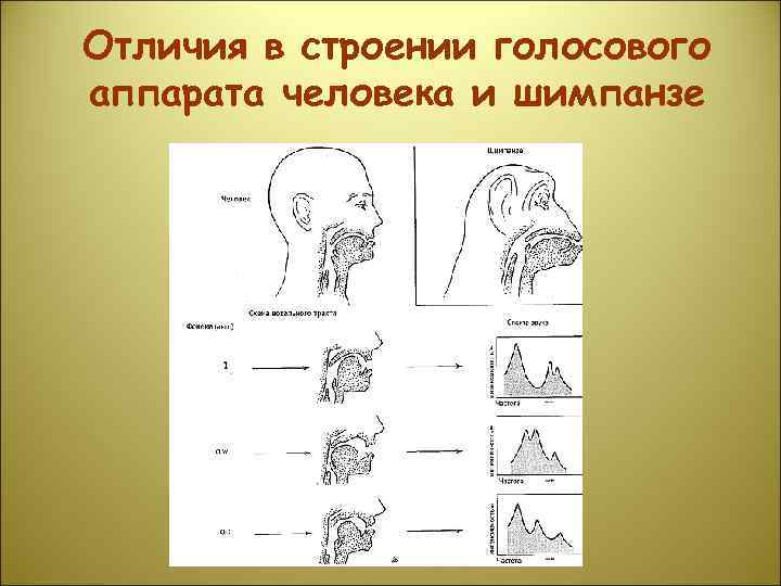 Отличия в строении голосового аппарата человека и шимпанзе 